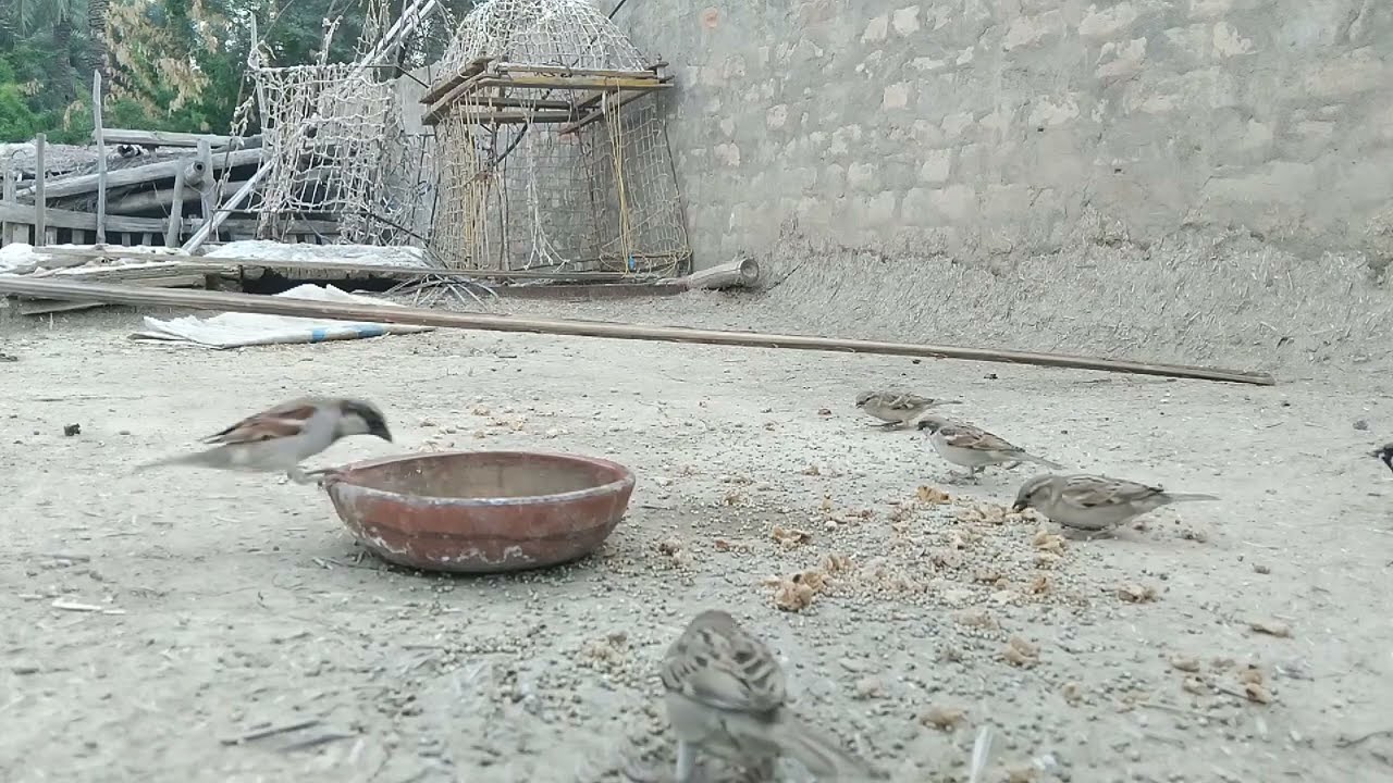 Episode 09 Daily Routine of Sparrows and Mynas Feeding Together, Returning to Their Nests at Sunset