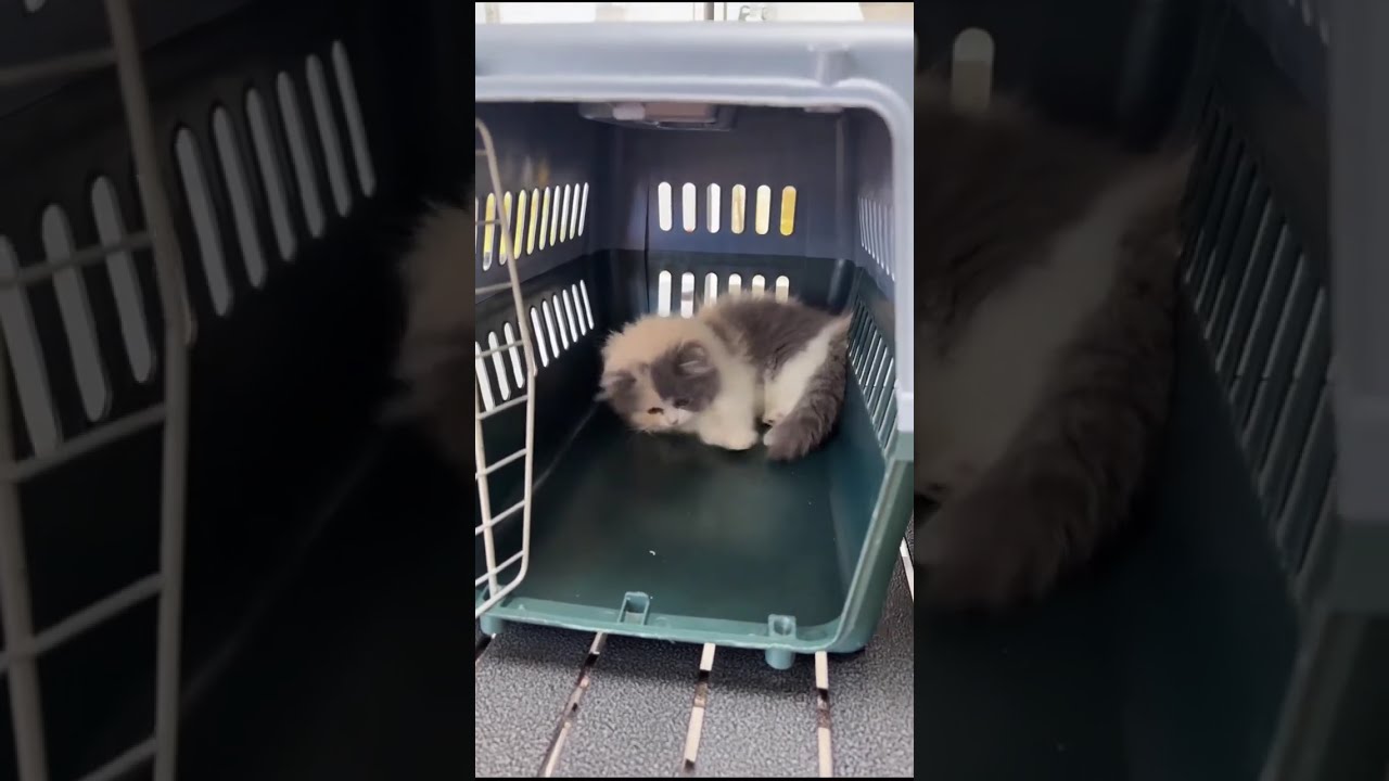 POV Livestream | Kittens Playing in Cattery | Natural Audio | No Commentary