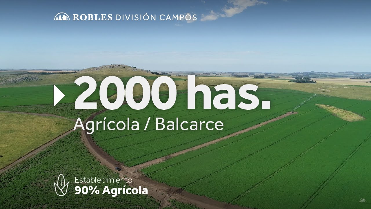 Robles Campos. Balcarce - 2000 has. 90% agrícola 🌻
