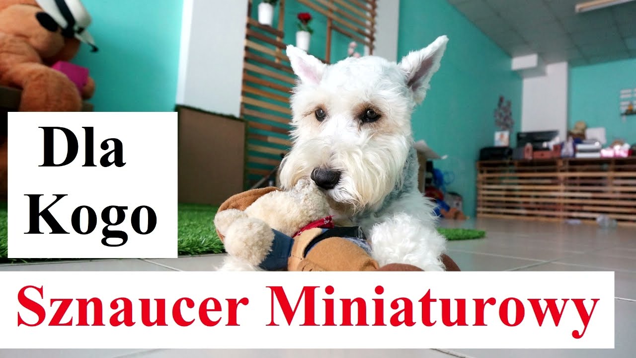 Dla Kogo SZNAUCER MINIATUROWY