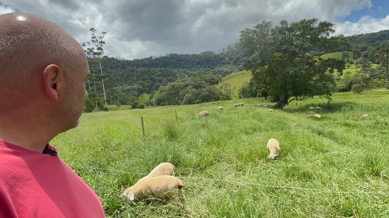 APOSTA NA OVINOCULTURA COMO RENDA PARA O FUTURO- WITMARSUN