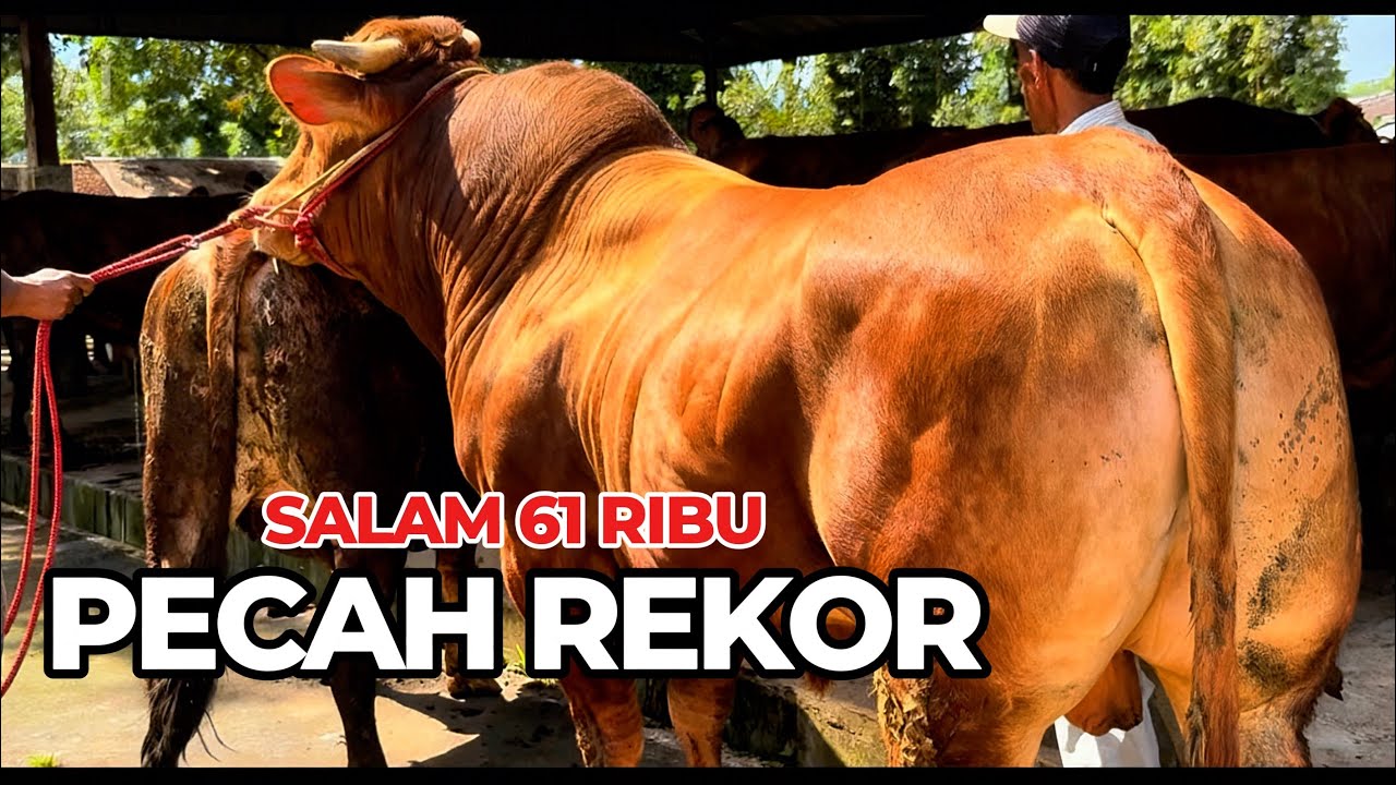 SAPI RAKSASA JADI PUSAT PERHATIAN ‼️ JAGAL PUSING HARGA 61 Rb 🔥 #masbjahsapi #cow #bull #sapipotong 