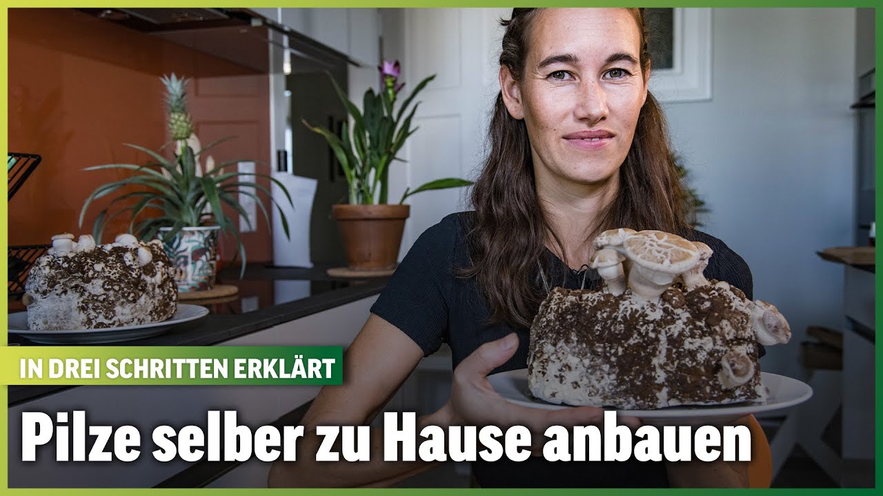 So z&uuml;chtest du essbare Pilze zu Hause | Im Beet mit Blick | Folge 27