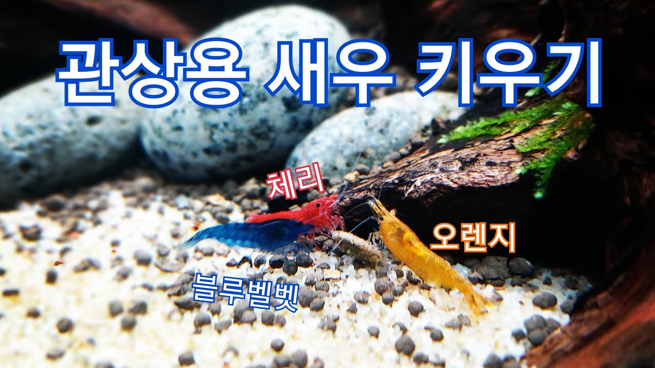 집에서 키우기 쉬운 생이새우 3종 소개 (새우키우기, neocaridina shrimp)