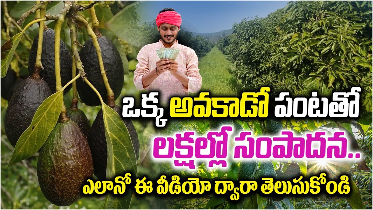 ఒక్క అవకాడో పంటతో లక్షల్లో సంపాదన || Benfits of Avocado Farming || Deccanexotics Telugu