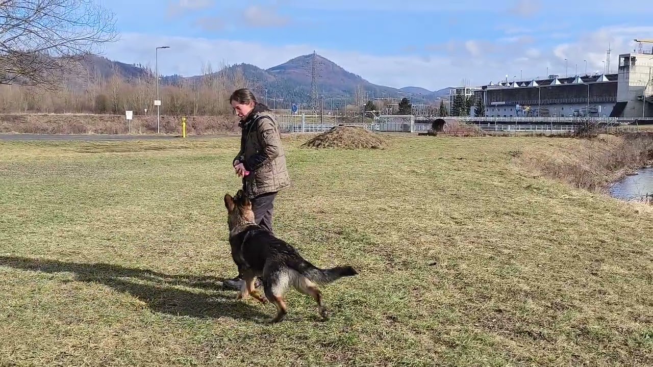Šikovná trénerka cvičí mladého vlčiaka - Žilina 