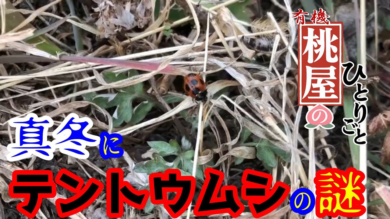 【何の予兆だ！？】真冬にうごめくテントウムシ 2026年1月27日