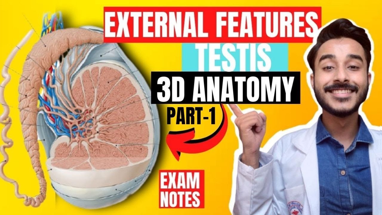 Testis Anatomy 3D | external feature of testis anatomy | anatomy of testis external feature