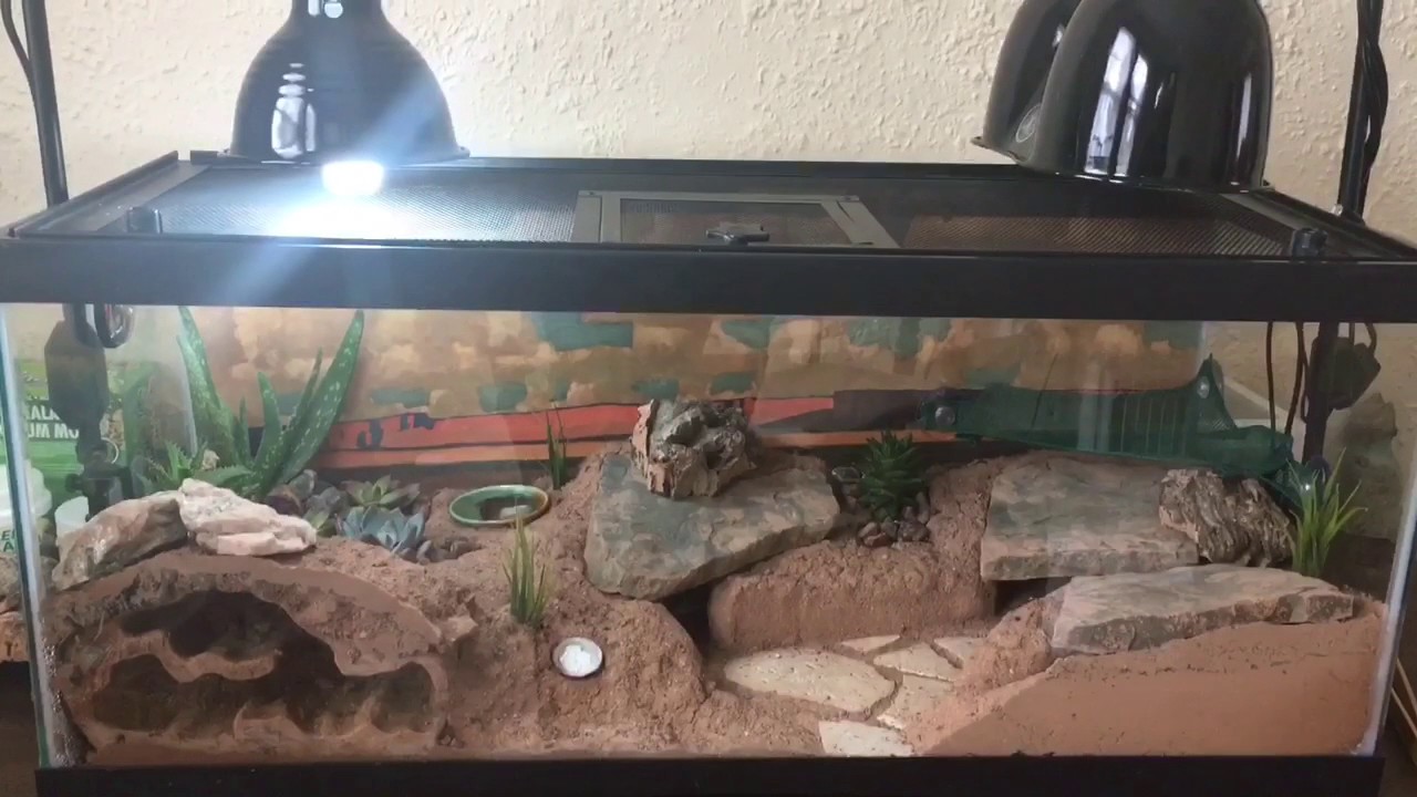 Bioactive Leopard Gecko Vivarium