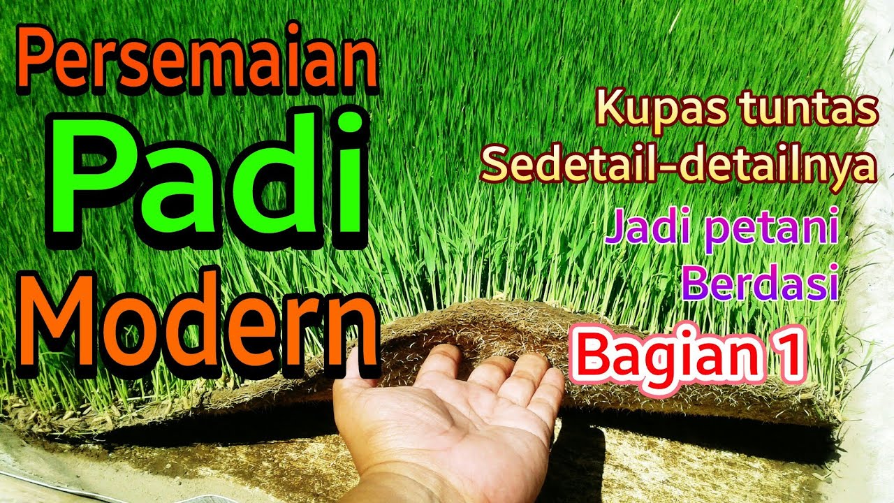 Penyemaian padi modern || kupas tuntas|| Bagian 1