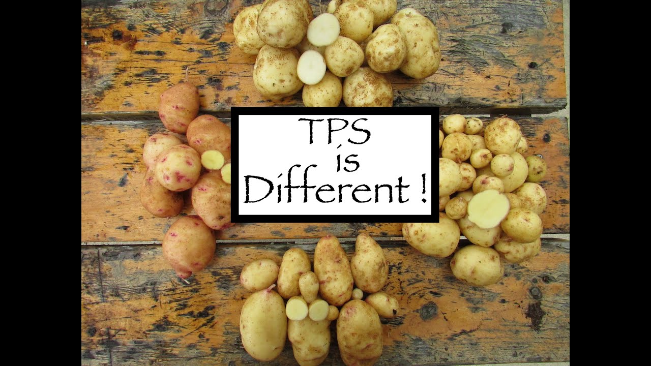 TPS Potato Growing - What to Expect?