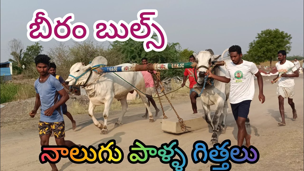 బీరం బుల్స్ S.కోత్తురు గౌరవ సర్పంచ్ గారి నాలుగు పాళ్ళ గిత్తలు