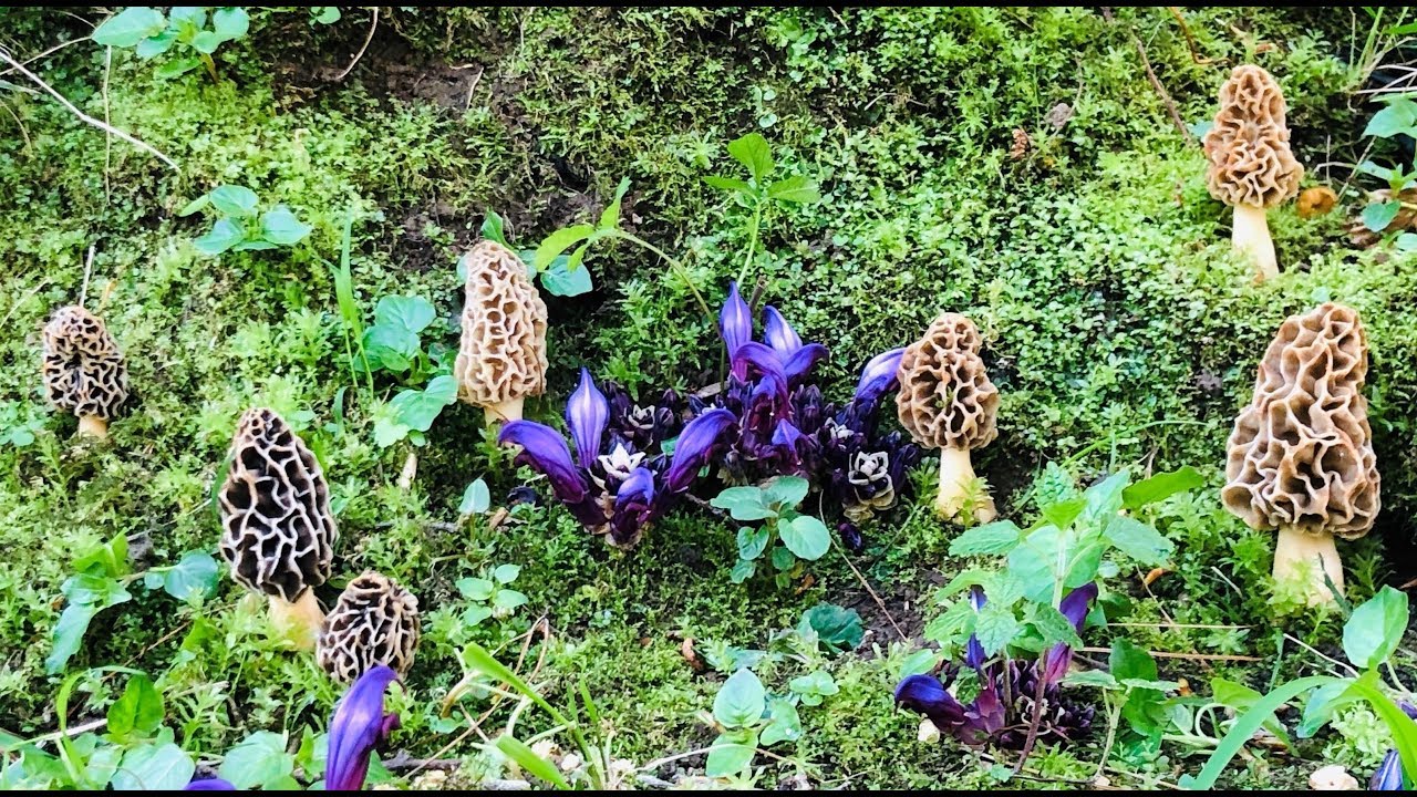 Morchella Fluvialis Marzo 2019