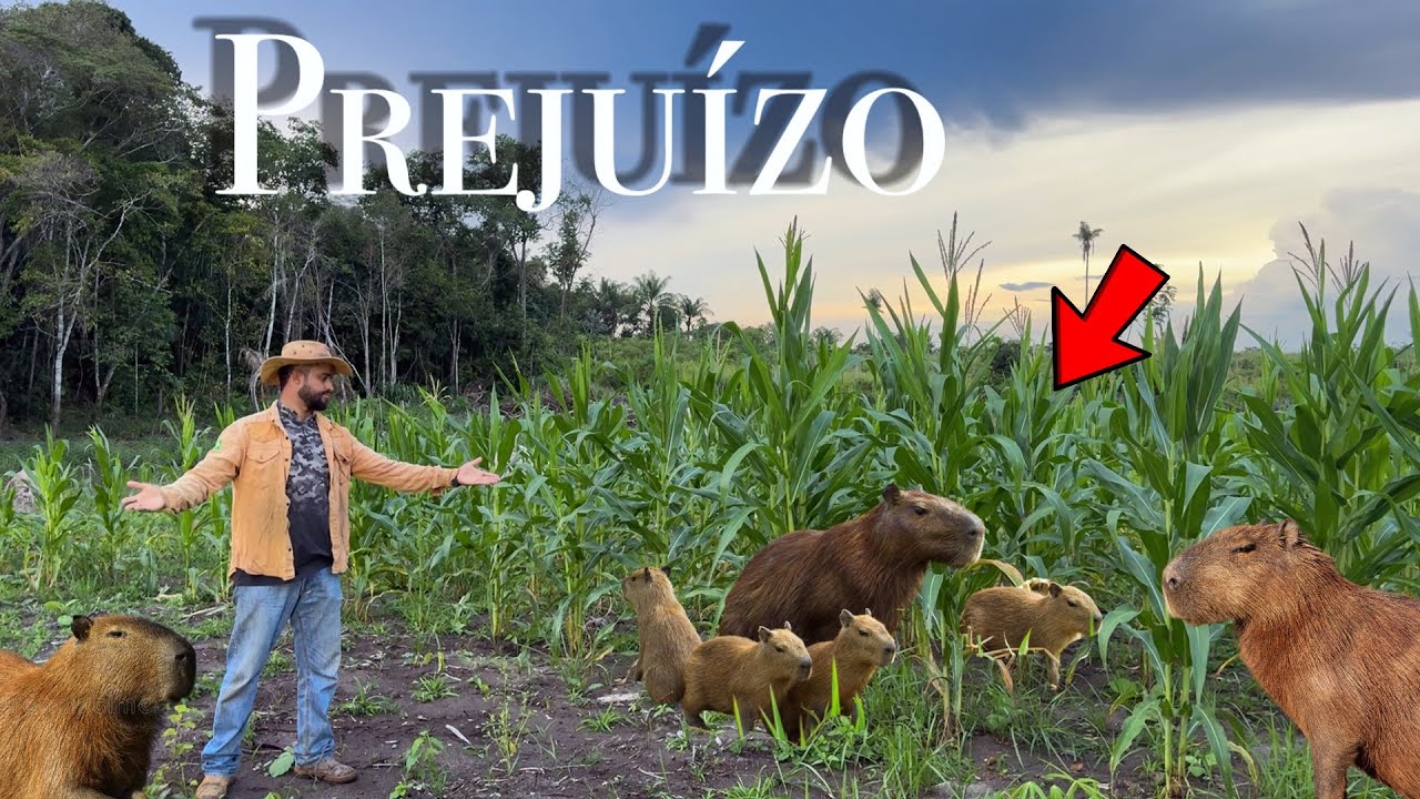 Tive que TOMAR uma ATITUDE Elas vão ACABAR com TODO MILHO do RANCHO 