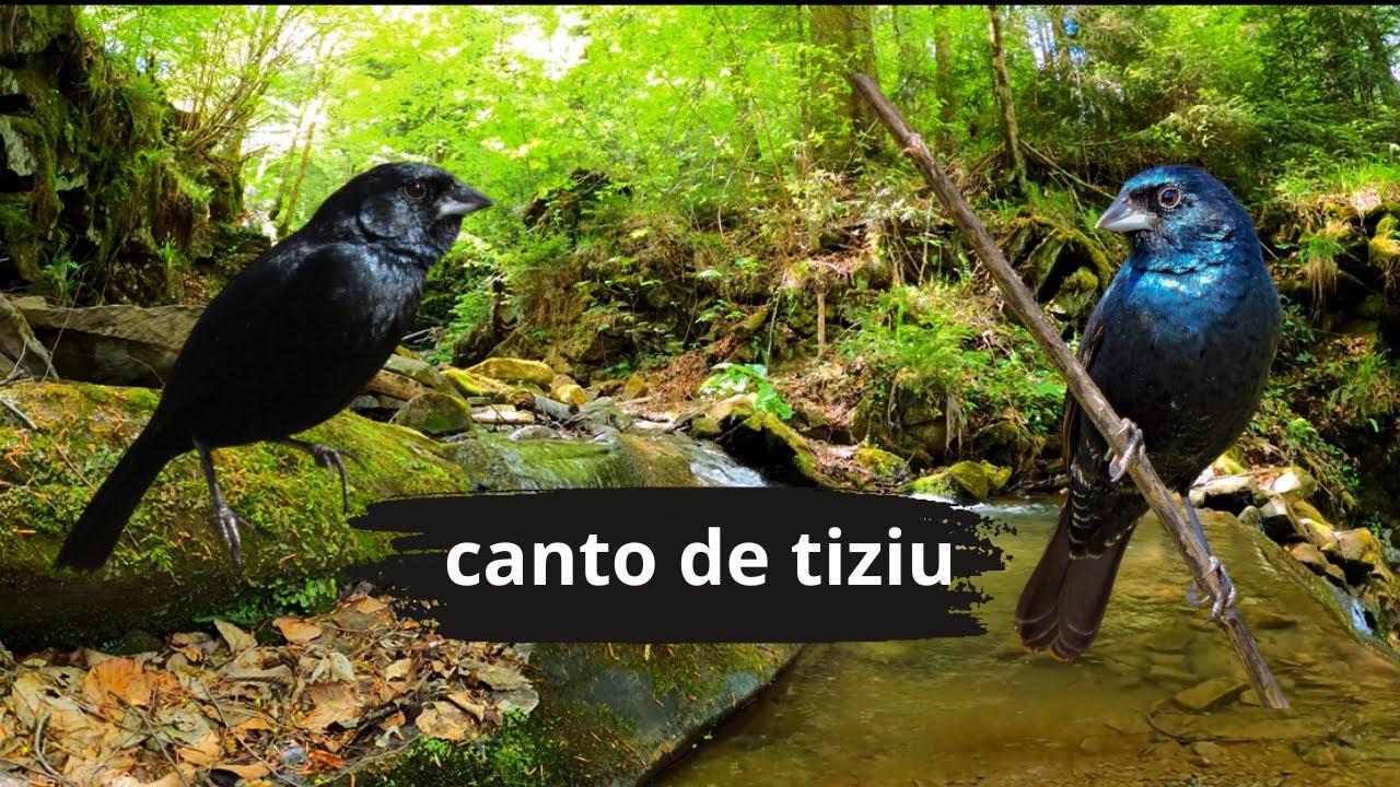 canto de tiziu