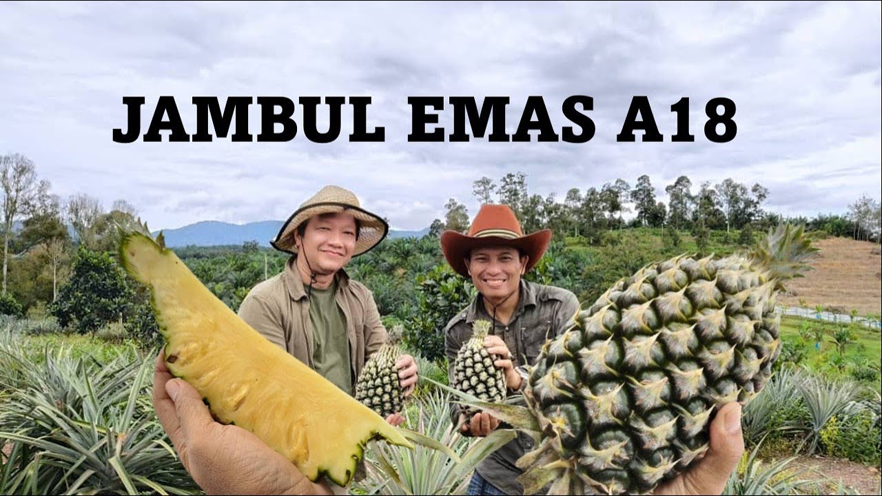 XN4044 Penanaman Nanas Jambul Emas A18: 