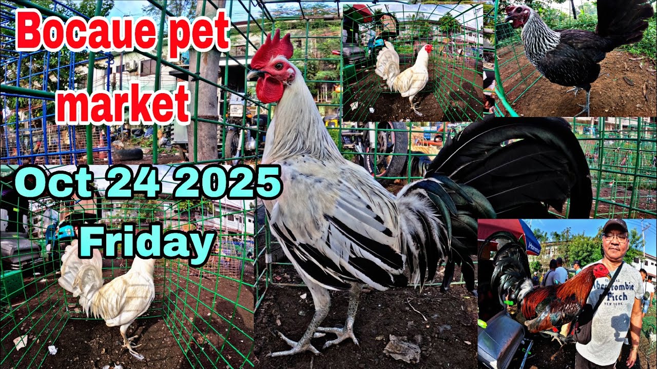 Bocaue pet market , Oct 24 2025 friday .