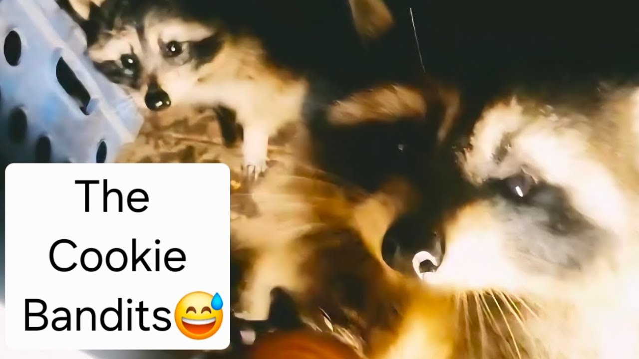 🦝Raccoon CookieBandit Heist😅