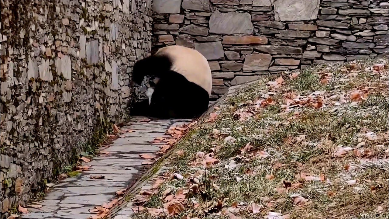샤질머리 부리는 샤오치지 왕자님~?! | 1월 31일 선수핑 샤오치지 Panda Xiaoqiji