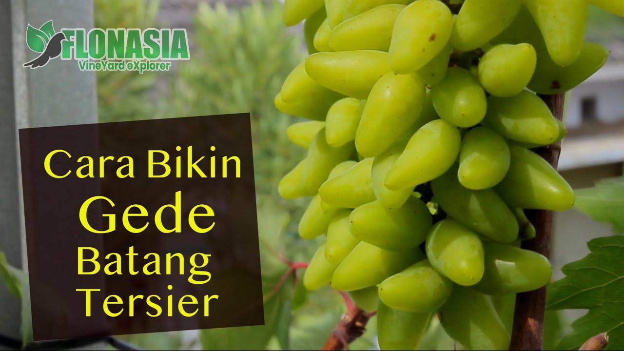 [Resep Nanam Anggur] Batang Tersier Cepat Besar