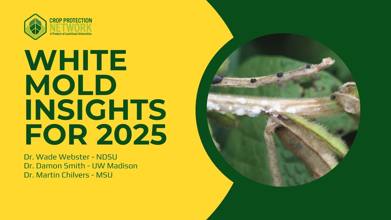 White Mold: Insights and Updates for 2025