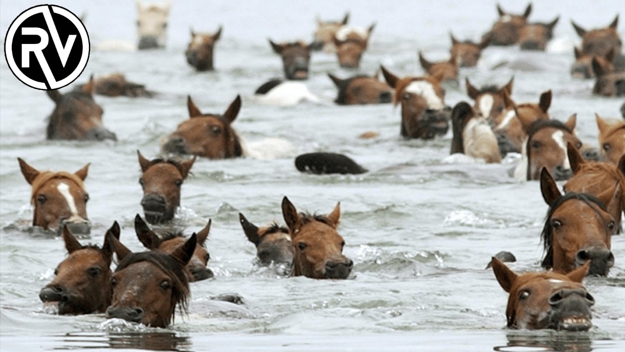 Caballos que emergen del oc&eacute;ano, El secreto de Virginia