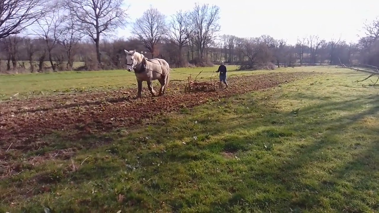 Cheval à vendre - hongre percheron travail du sol - equirodi.com