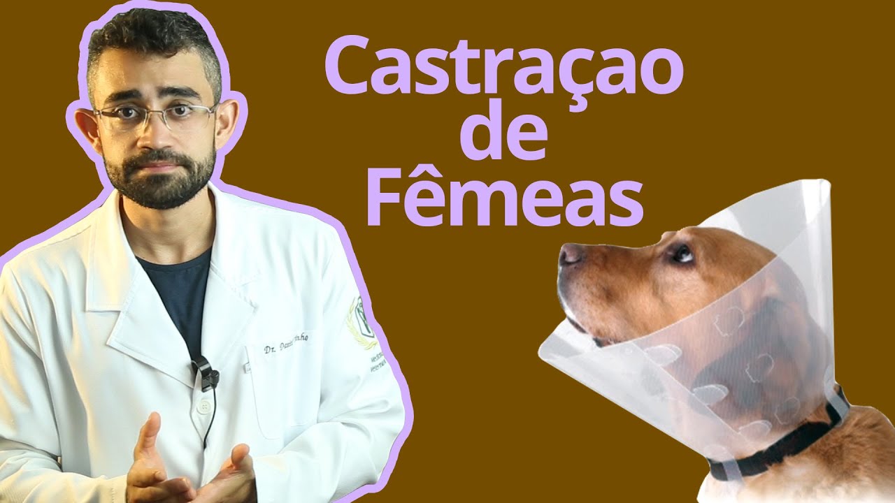 O que saber antes de CASTRAR sua fêmea | Dica Veterinária #19