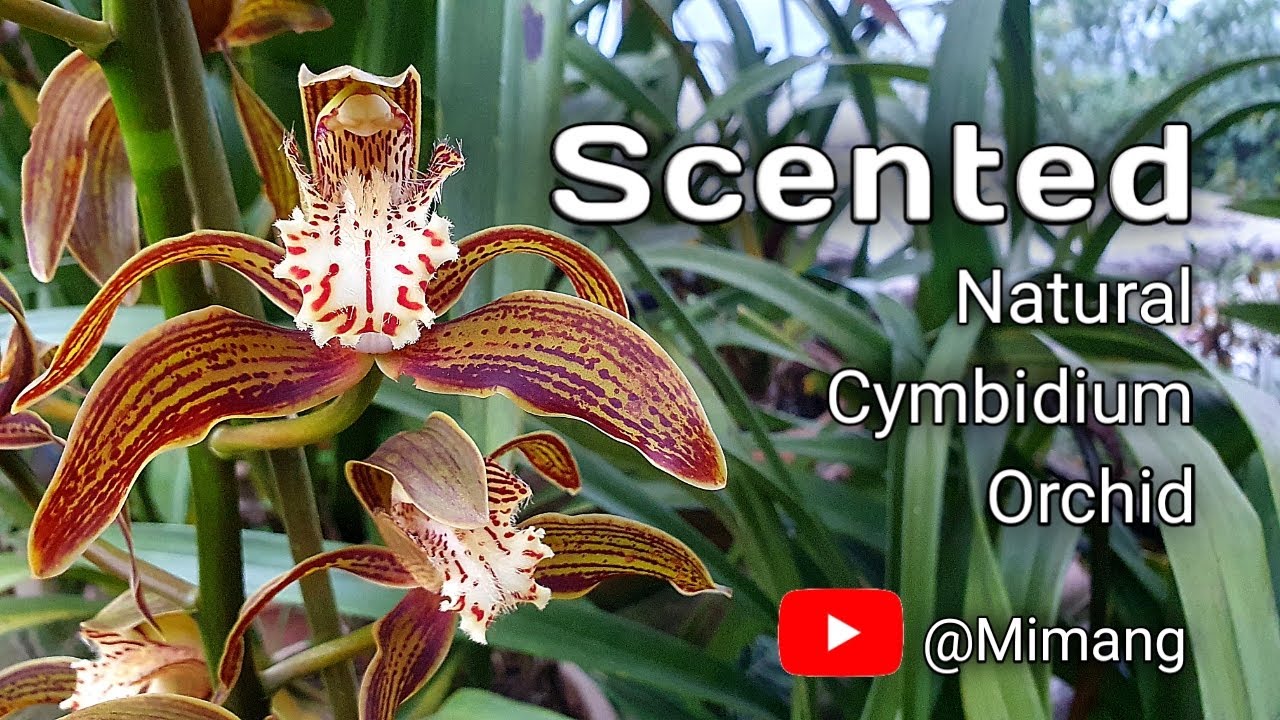 Scented Natural Cymbidium Orchid Early Variety Treacy / Mimang Vlog //