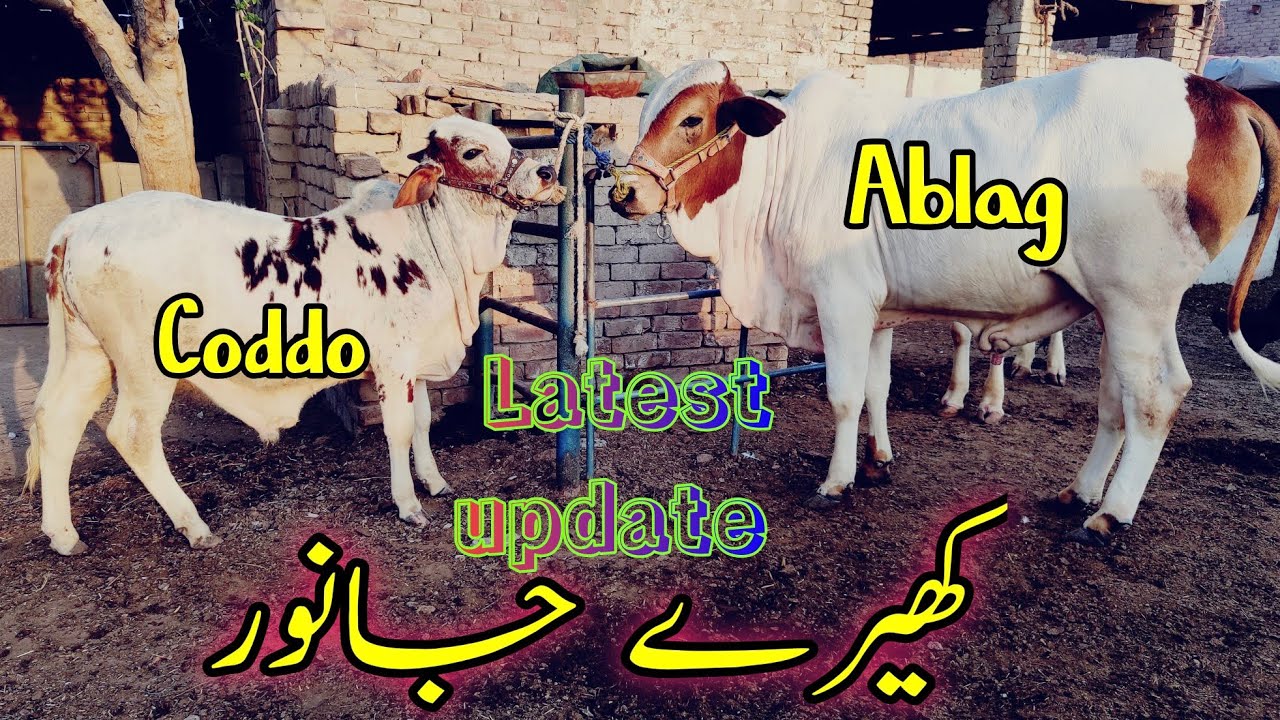 Coddo or Ablag kheerayy Bachroo ka ShouQ latest Farm Update