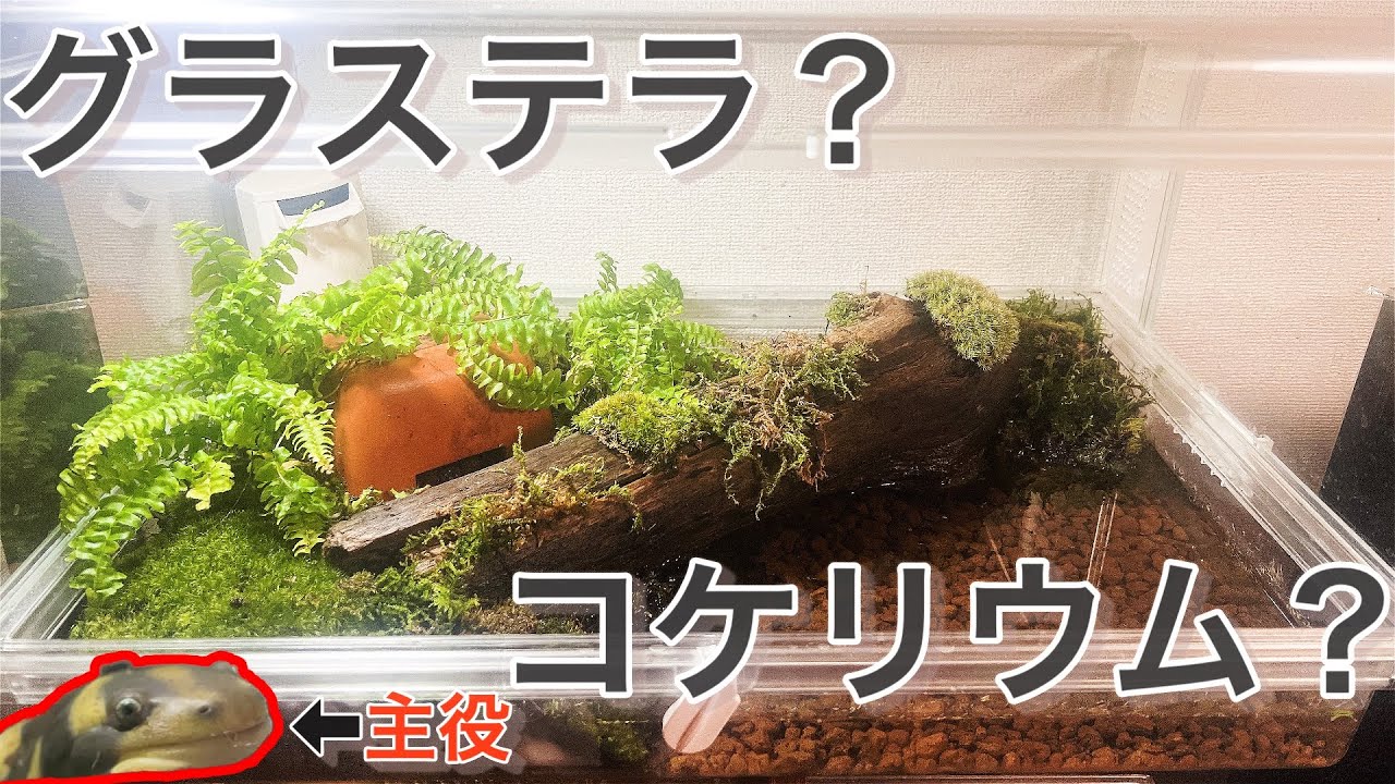 初めてのケージレイアウトでタイガーサラマンダーのお家作り