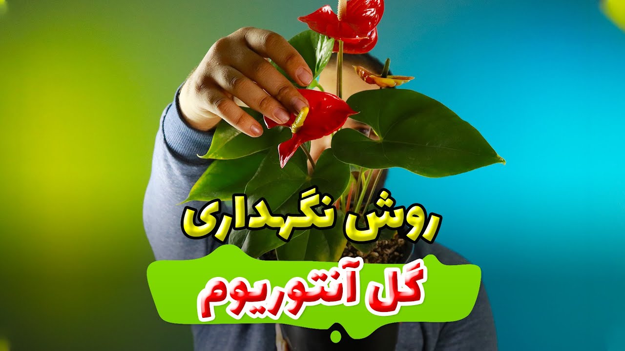 روش نگهداری گل آنتوریوم