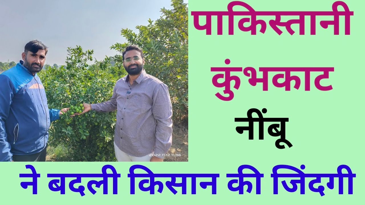 पाकिस्तानी कुम्भकाट नींबू ने बदली किसान की जिंदगी #agriculture #farming