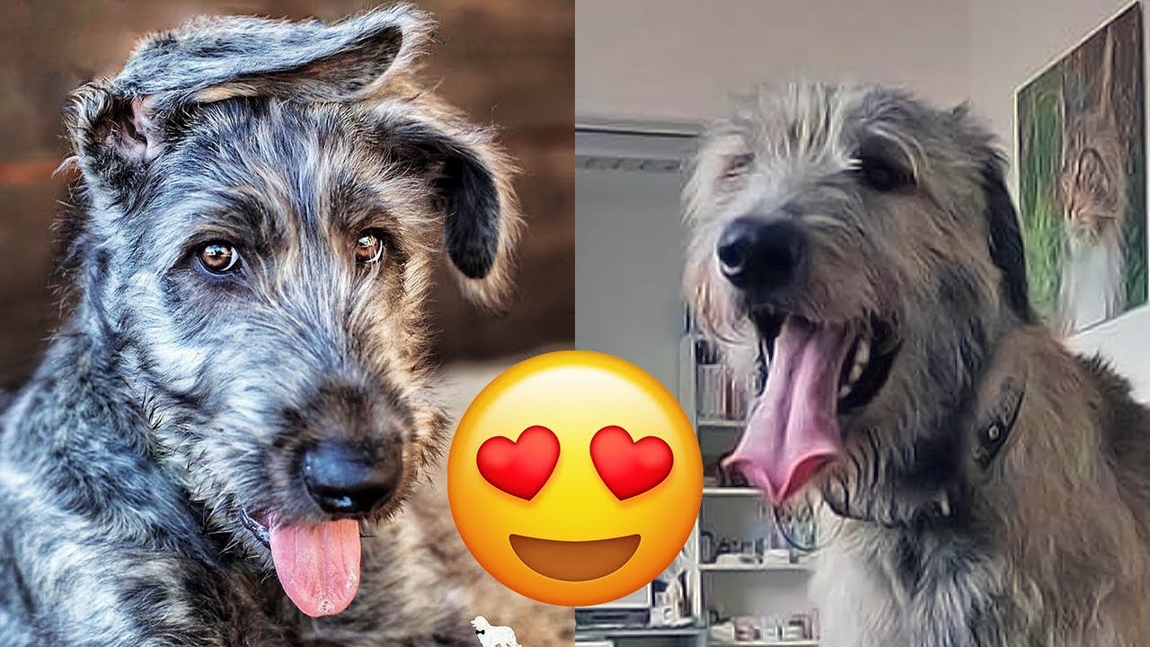 Irish Wolfhound — Cute And Funny Videos And Tik Toks Compilation