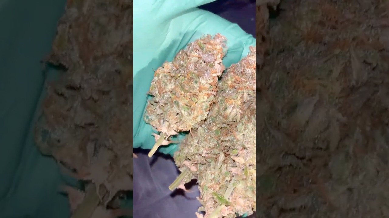 Harvest time Grape POP 🎸🤘🪴🤤❤️.  #plants #selfmade #indoorplants #gardening