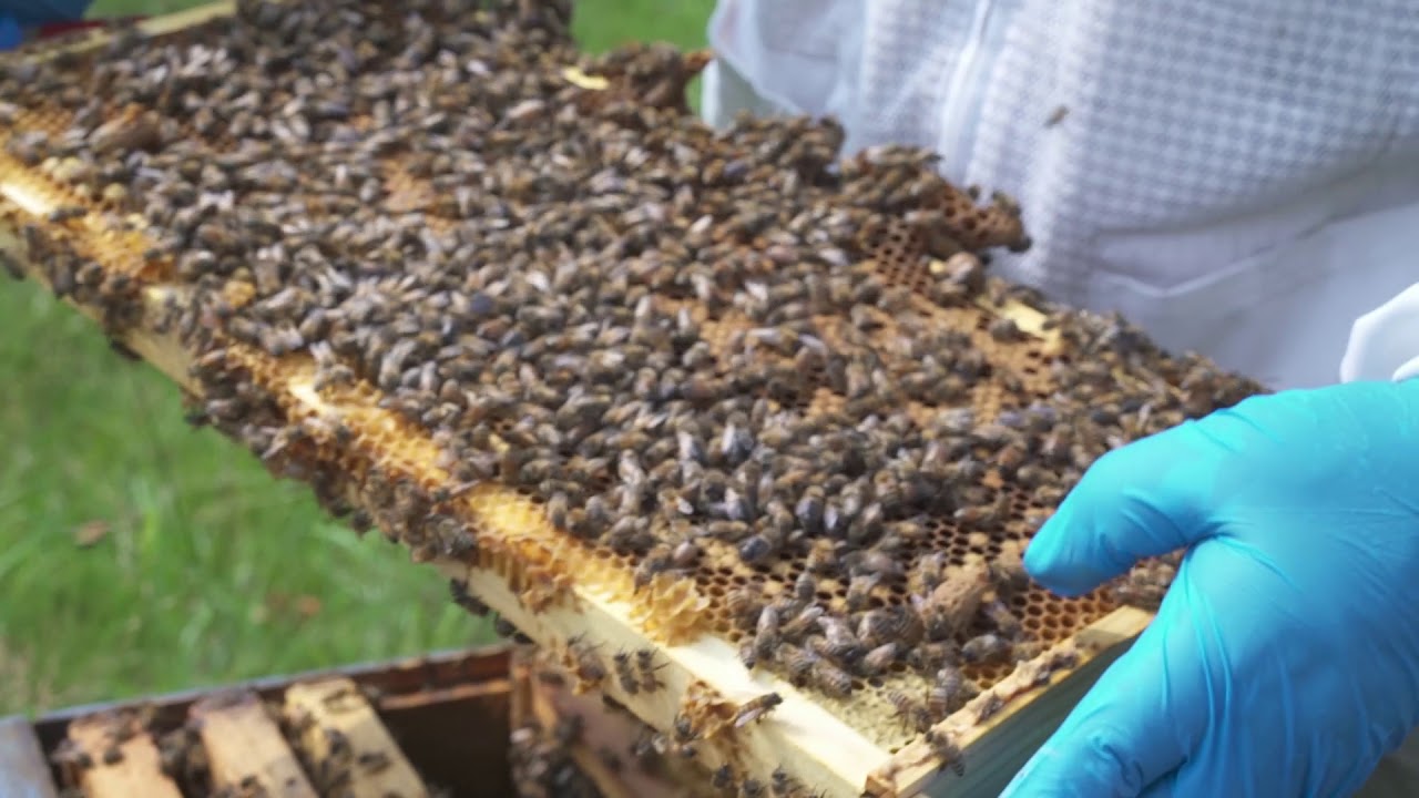 Radio Bristol Farm Report - Sweet Life Farm