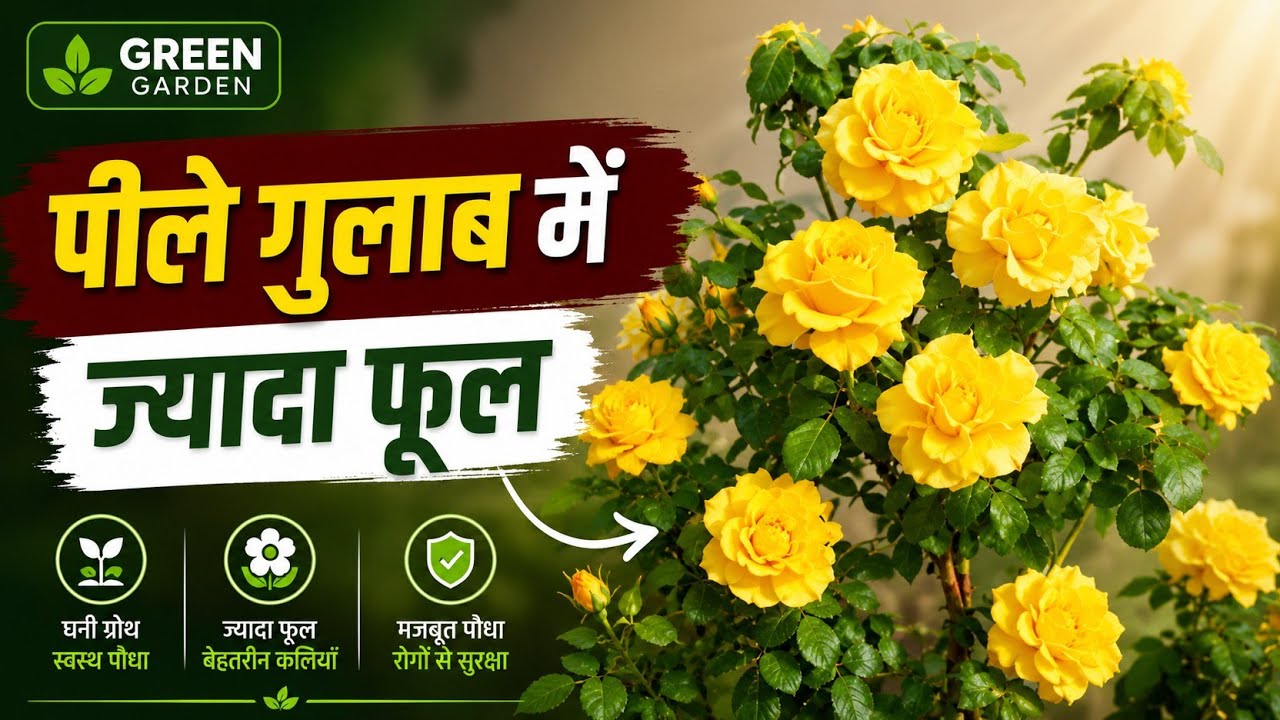 Yellow Rose Me Heavy Flowering Ka Secret