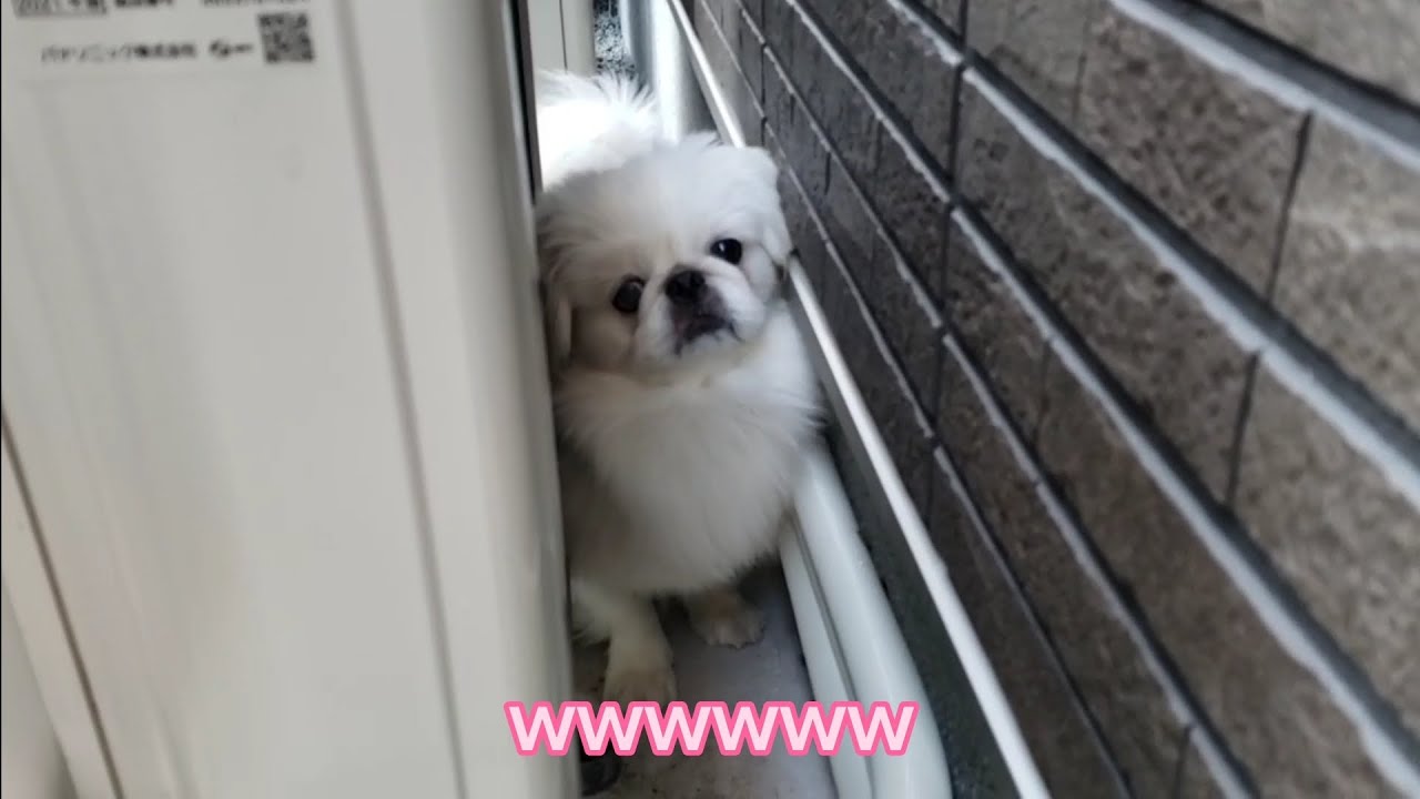 狭いところが好きなペキニーズ　＃ペキニーズ　＃保護犬　＃オッドアイ