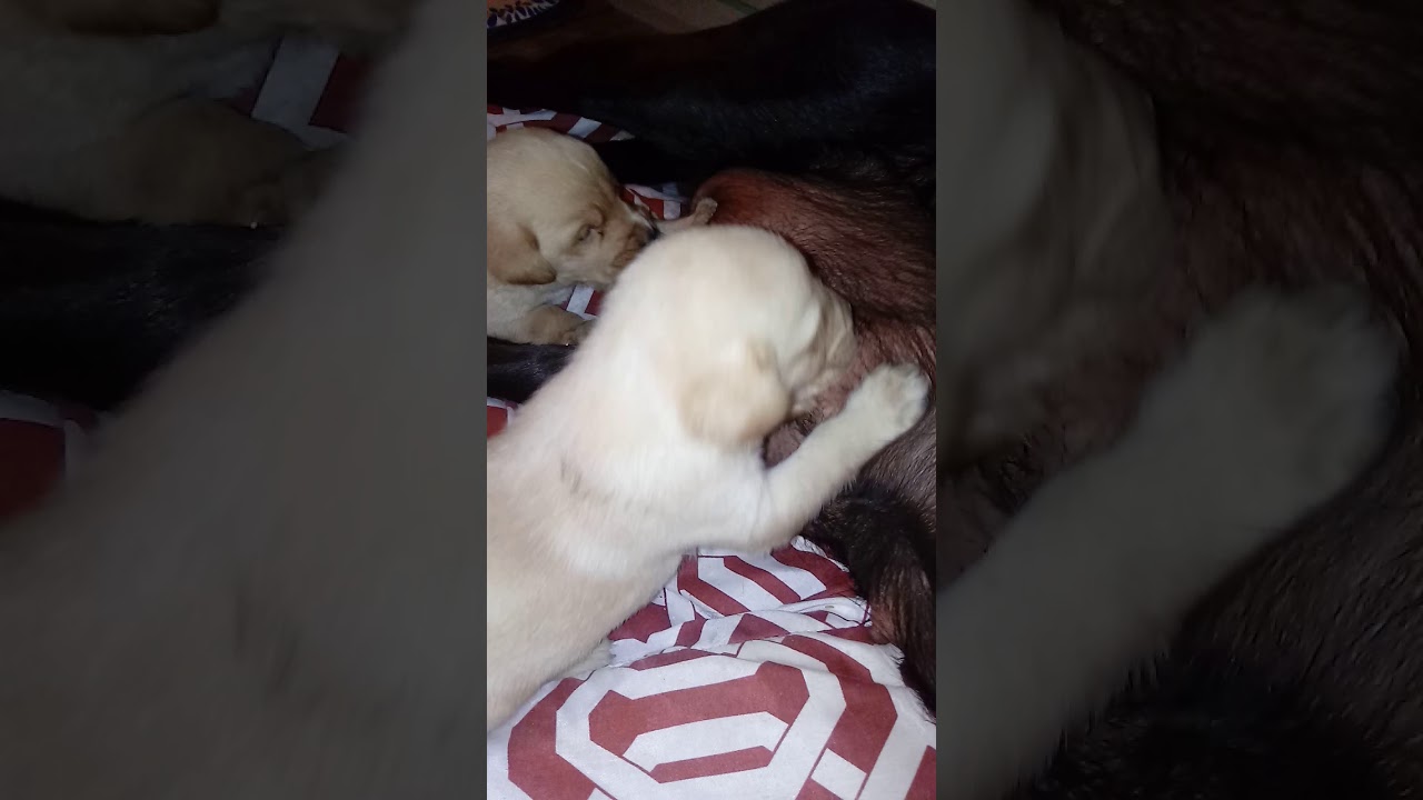 Little Labrador Puppies drinking milk