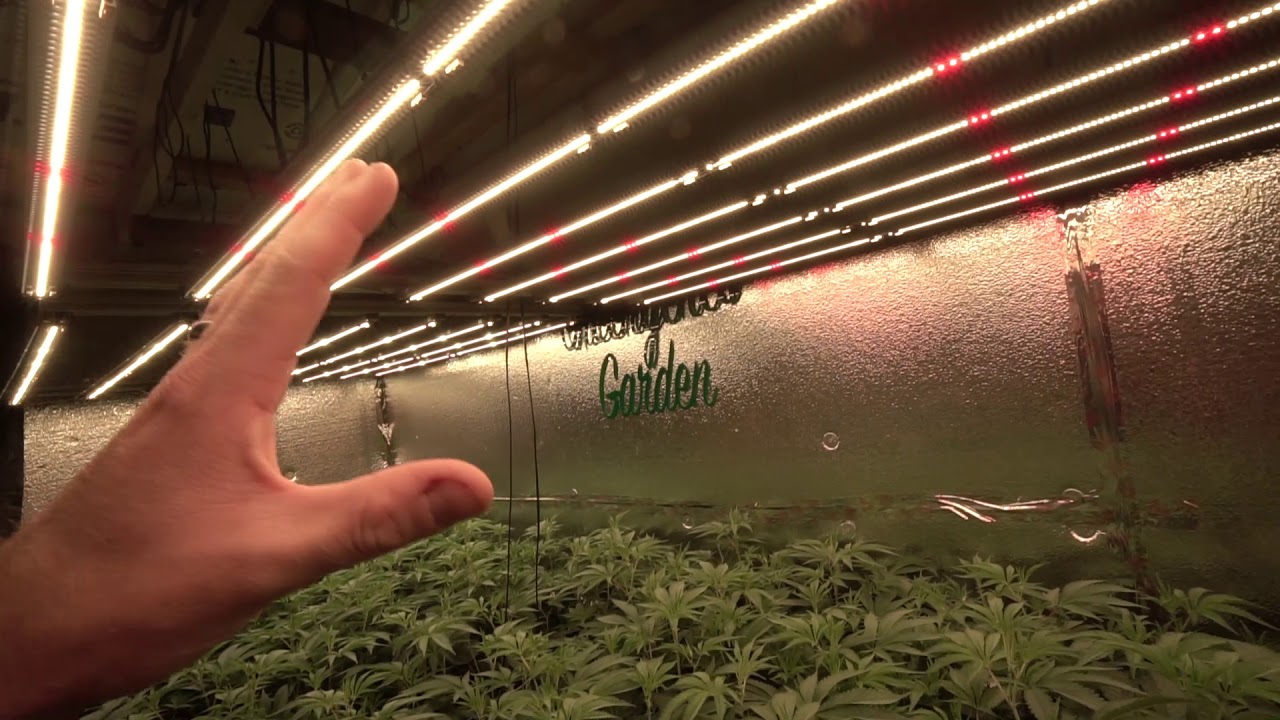 Starting Flower | Week 1 of Flower