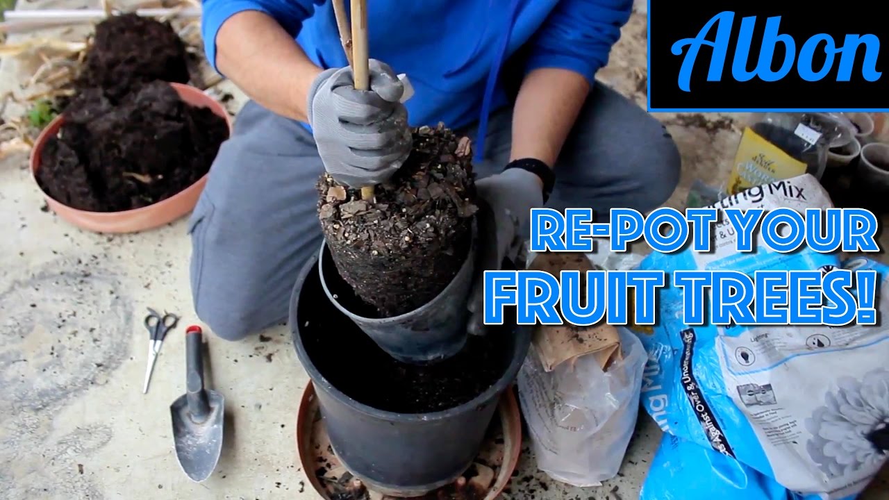 How To Re-Pot a Persimmon Tree