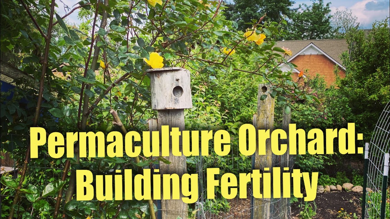 Permaculture Orchard: Poultry, Chop n Drop, Intensive Planting