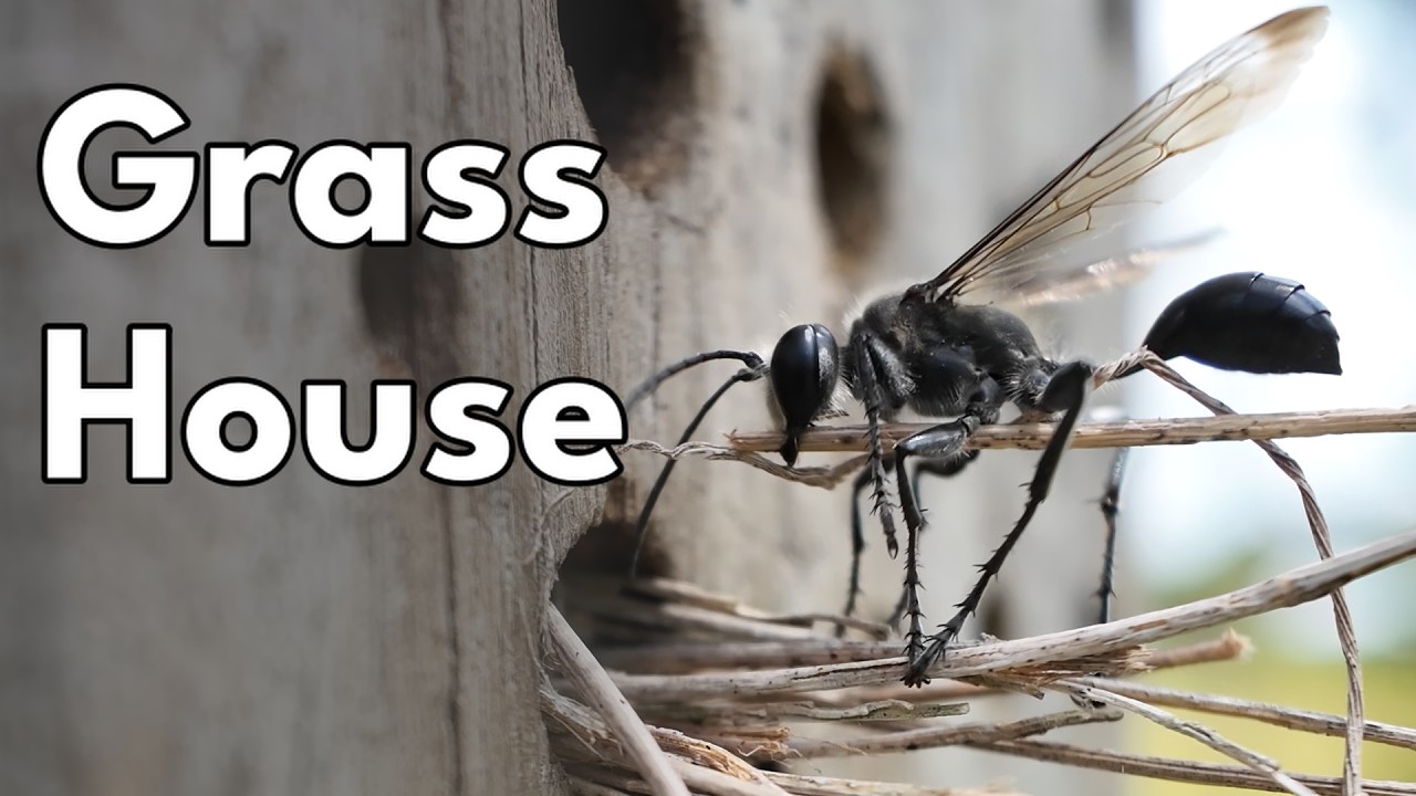 Grass-carrying Wasp - Isodontia sp.