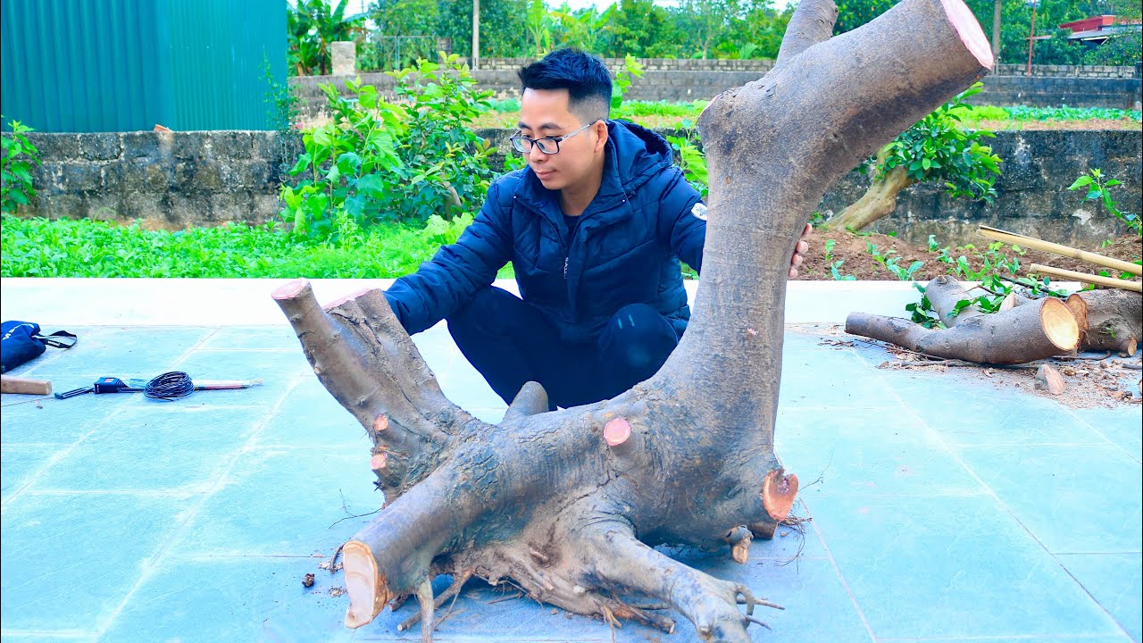 Chinh Phục Cây Sung Dáng Ngoạ Long ngoài bờ Mương