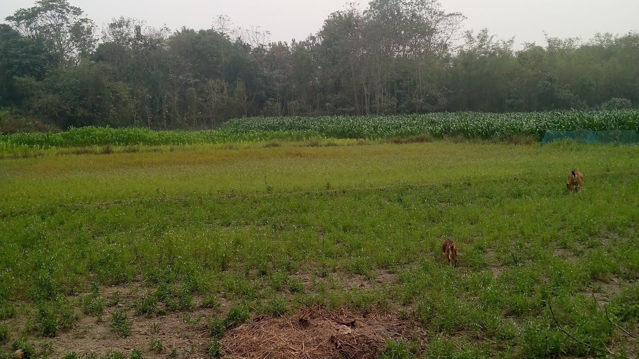 মেঘে জল নেই শুকনো প্রকৃতি