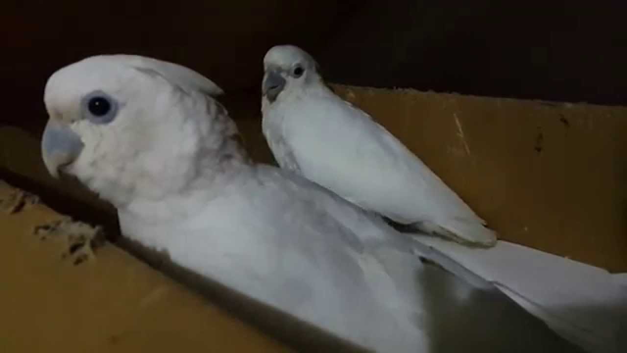 Baby Ducorp's Cockatoo 'LeLe' & 'TangTang'