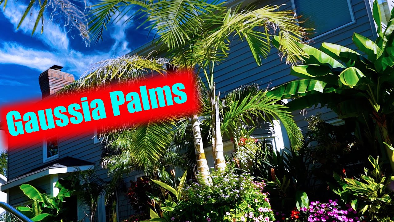 Tough Palm Trees! Gaussia Palms