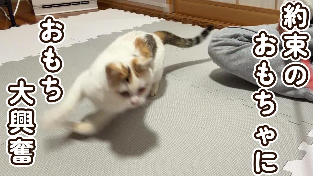 約束のおもちゃに大興奮なおもち