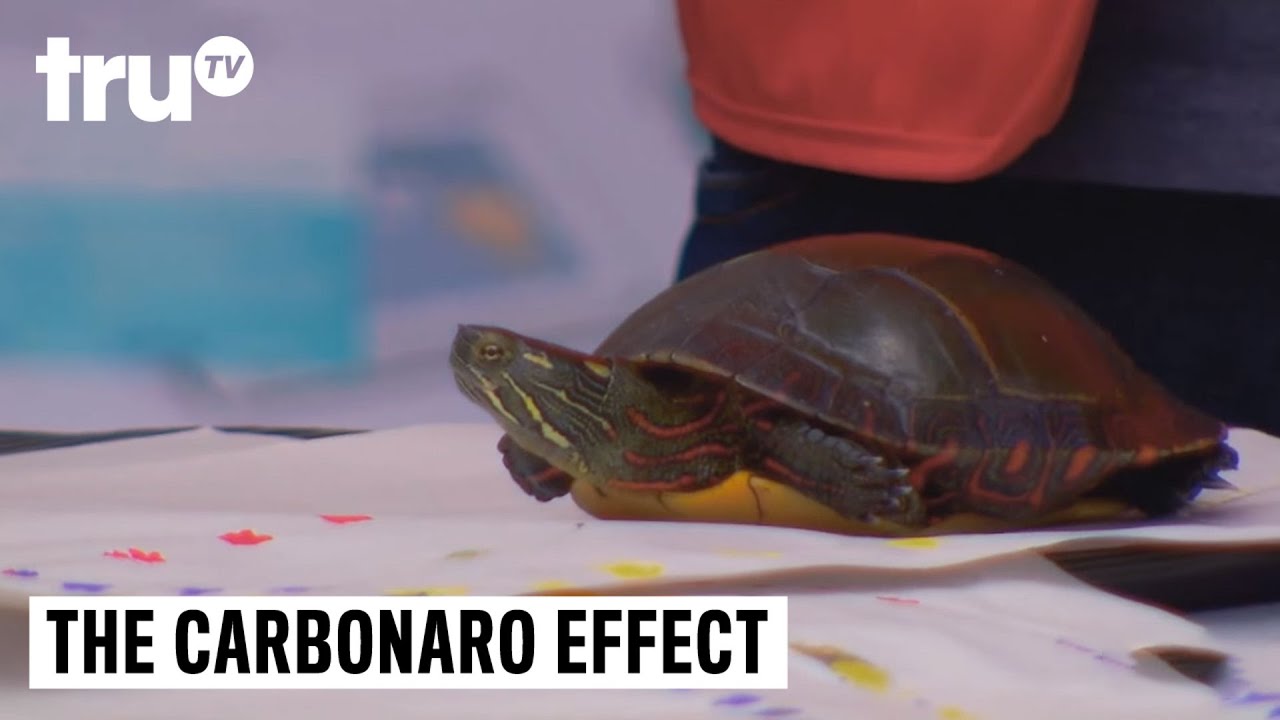 The Carbonaro Effect - Craft Turtle