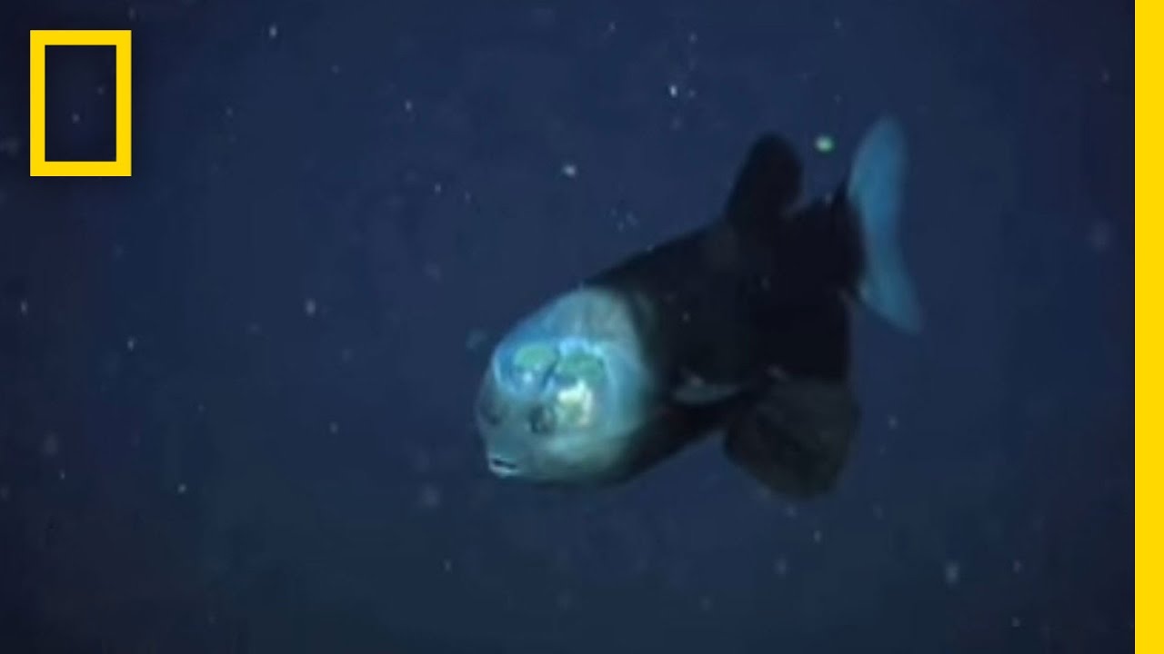 A Fish With a See-Through Head and Rotating Eyes | National Geographic